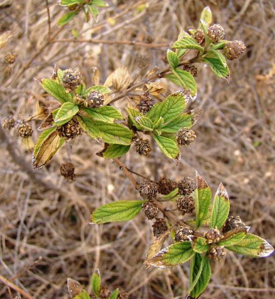 Lippia javanica; Photographed by Ricky Mauer